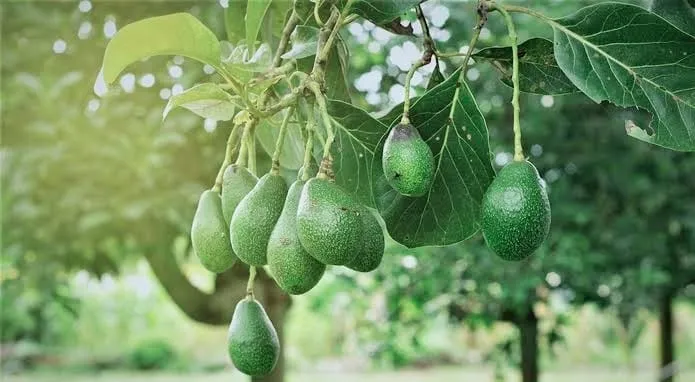 Warga Desa Tanjung Kerta Kembangkan Belasan Jenis Bibit Pohon Alpukat