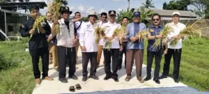 DPD TMI Kuningan dan Kelompok Tani Desa Susukan Gelar Panen Raya Perdana