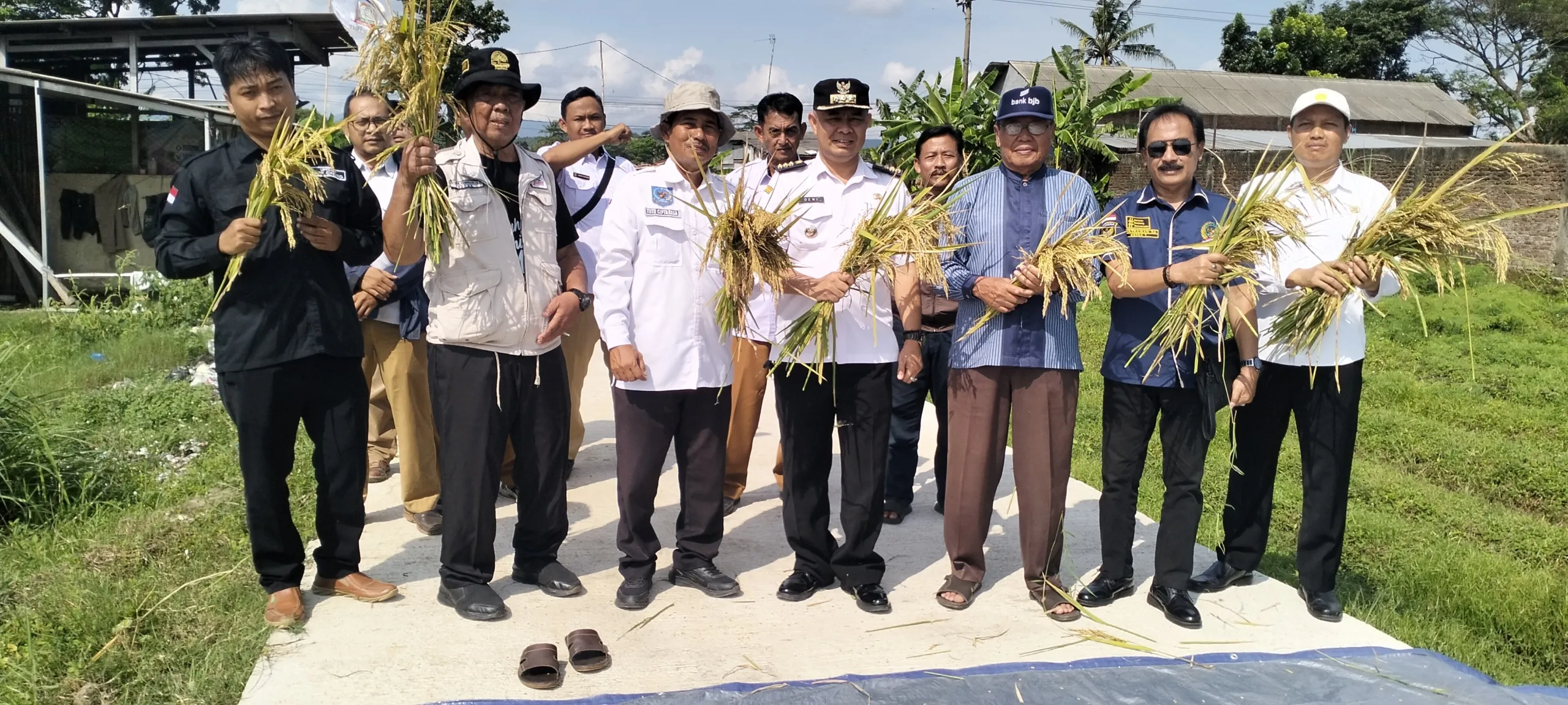 DPD TMI Kuningan dan Kelompok Tani Desa Susukan Gelar Panen Raya Perdana