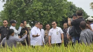 Jelang Panen Perdana Mikroba PA 63 Garuda Petani Optimis Lumbung Padi Nasional Bangkit Kembali