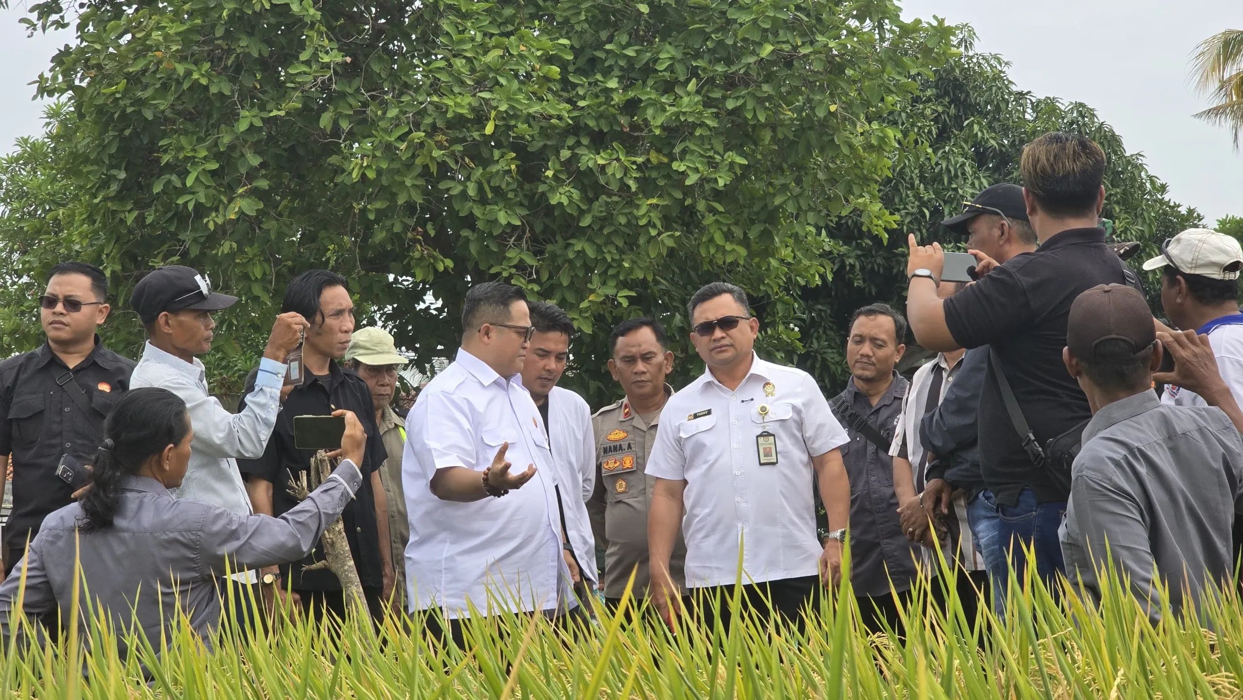 Jelang Panen Perdana Mikroba PA 63 Garuda Petani Optimis Lumbung Padi Nasional Bangkit Kembali