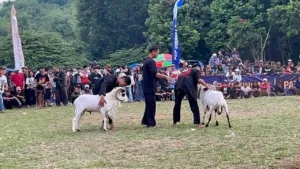 Acara Seni Ketangkasan Adu Domba Garut