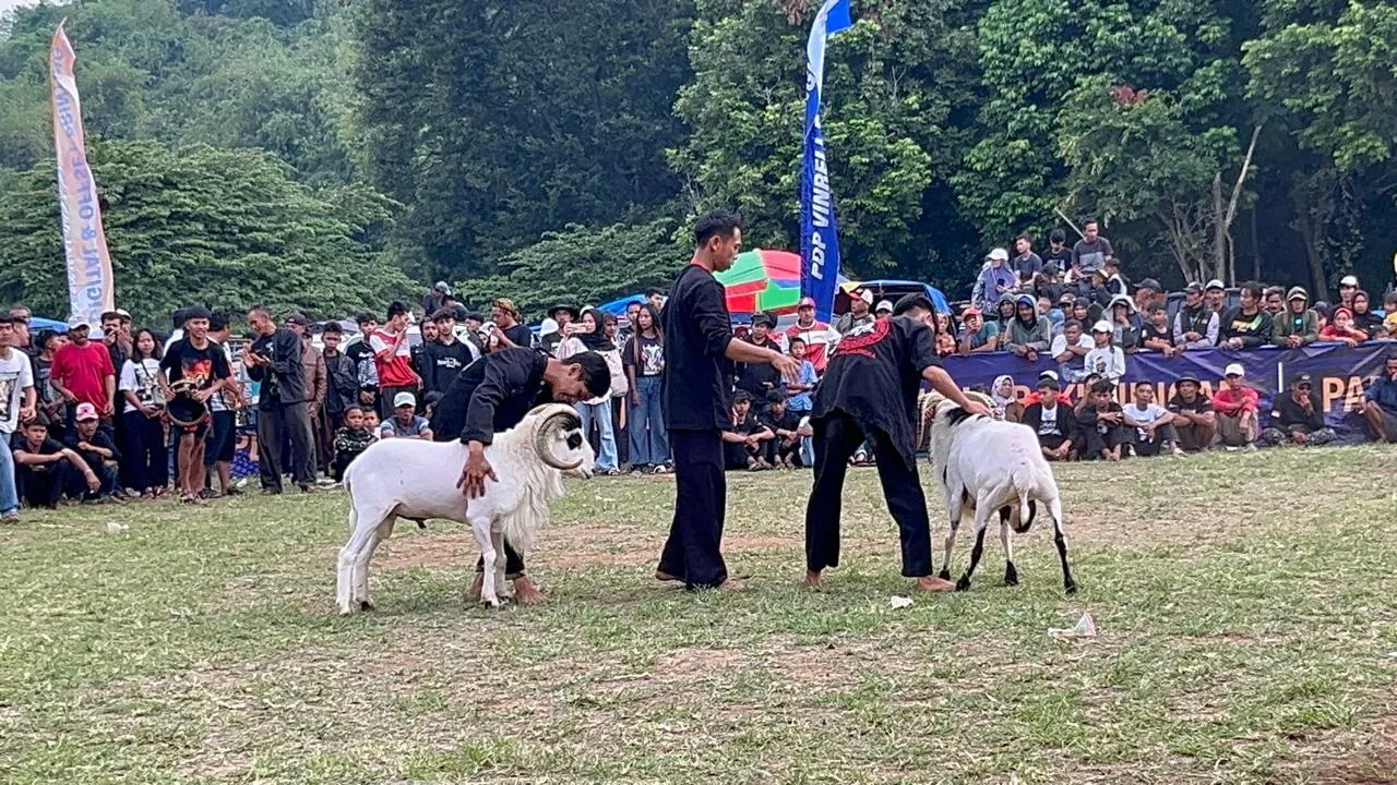 Acara Seni Ketangkasan Adu Domba Garut