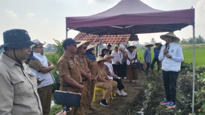 Budi Daya Ubi Jalar Asban Asal Bandorasa