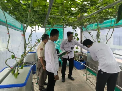 Lihat Penanaman Melon Di Kodim 0615