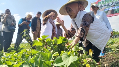 Saat Panen Ubi Jalar Desa Bojong