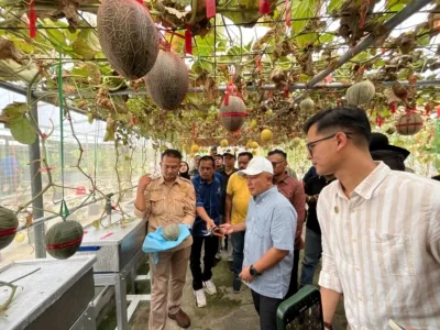 Bupati Melakukan Petik Melon
