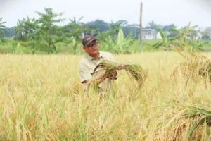 Kadis Pertanian Kuningan Dr.wahyu Hidayah Msi