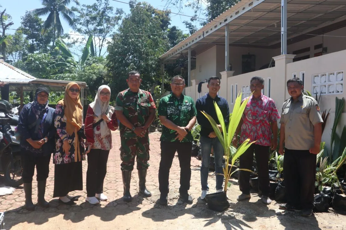Kelapa Genjah Siap Untuk Ditanam Di Kuningan