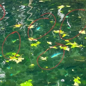 Ikan Demam Mati