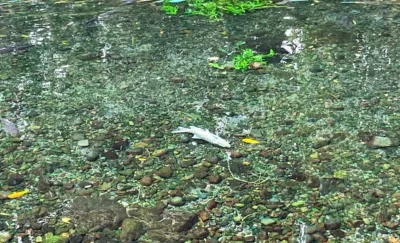 Kolam Ikan Dewa Cigugur