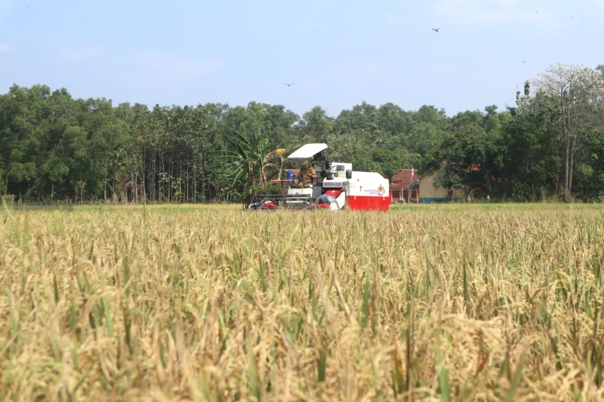 Area Lahan Pertanian Siap Panen