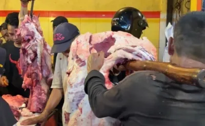 Sapi Berkualitas Hds Beef Milik H.didi Supardi