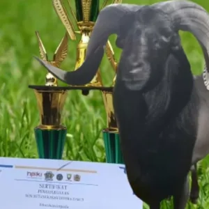 Domba Naga Hitam Pdp Vinrel