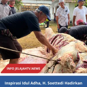 Inspirasi Idul Adha, H. Soettedi Hadirkan Kebahagiaan Lewat Kurban Sapi Jumbo