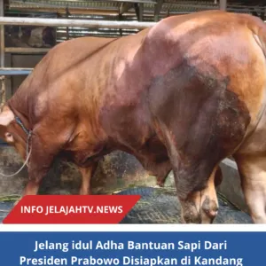 Jelang idul Adha Bantuan Sapi dari  Presiden Prabowo Disiapkan di Kandang Warga Desa Cilaja Bobot Mencap  1Ton 80 Kg