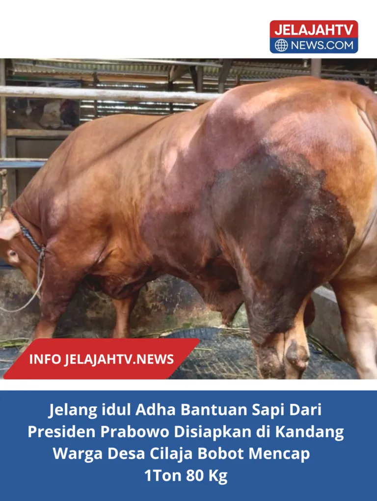 Jelang idul Adha Bantuan Sapi dari  Presiden Prabowo Disiapkan di Kandang Warga Desa Cilaja Bobot Mencap  1Ton 80 Kg