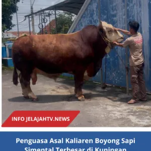 Penguasa Asal Kaliaren Boyong Sapi Simental Terbesar di Kuningan Dengan Bobot 1.125 Kg