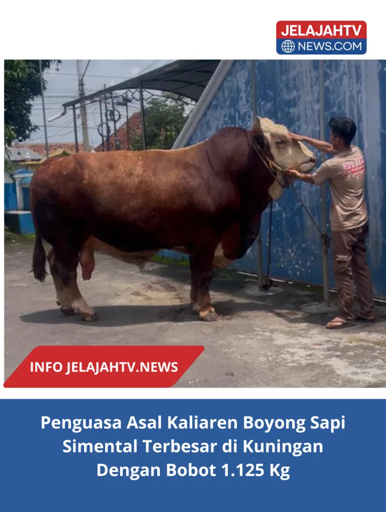Penguasa Asal Kaliaren Boyong Sapi Simental Terbesar di Kuningan Dengan Bobot 1.125 Kg