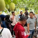Hari Sumpah Pemuda, BUMDes Mustikajaya Kasturi Targetkan Panen Satu Ton Melon Premium