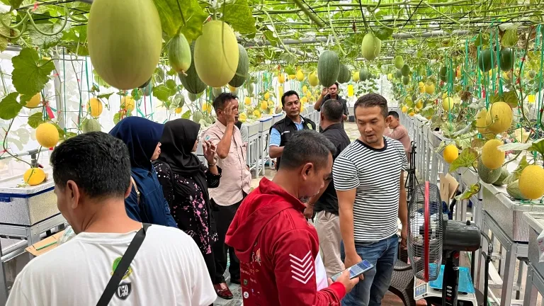 Hari Sumpah Pemuda, BUMDes Mustikajaya Kasturi Targetkan Panen Satu Ton Melon Premium
